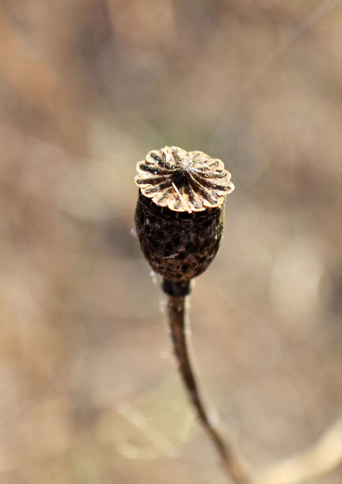 Macro photograph of a dried poppy seed head against a soft brown and beige background.