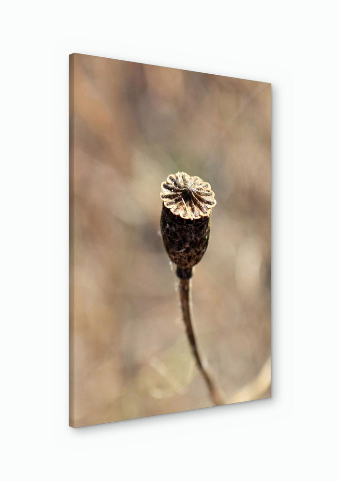 A Poppy Pod - Anna Milewska