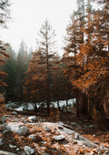 Sunlit autumn trees with orange leaves and rocks in a serene forest, featured on the Autumn Trees Naturposter.