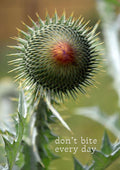 Close-up photograph of a spiny green thistle head with an orange centre and the caption don't bite every day.
