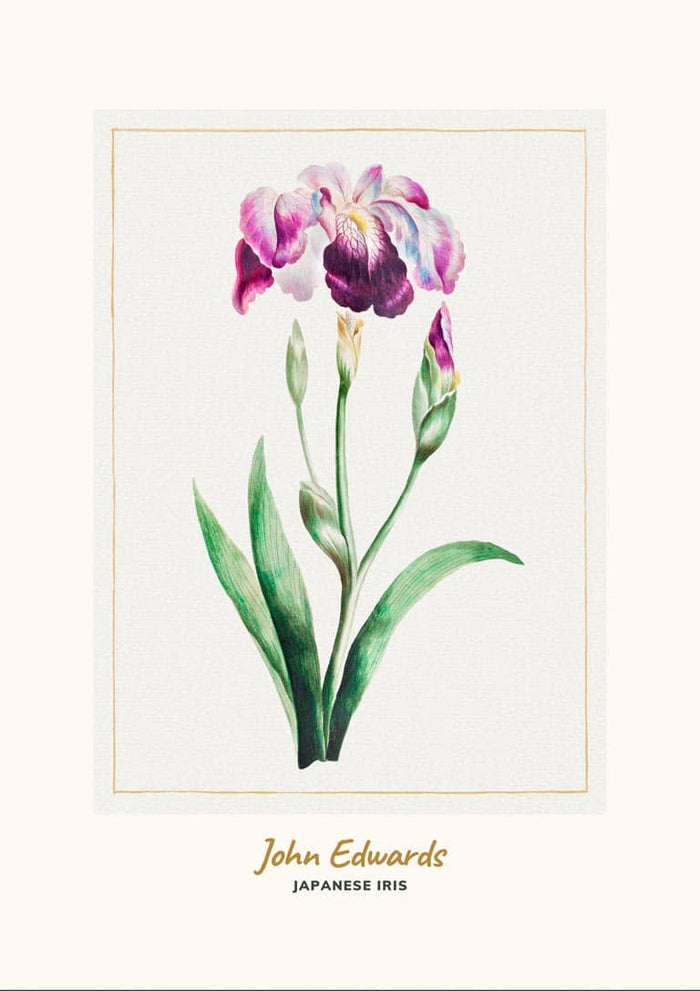 Watercolor illustration of a Japanese Iris with green leaves, by John Edwards, on a minimal cream background.
