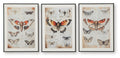 Jossletts - Wall Art Set (Set of 3) - Orange / Black / Ivory