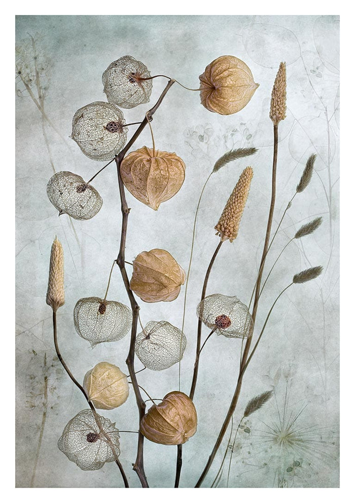 Delicate lantern-like seed pods and grasses arranged artistically against a soft, muted background.