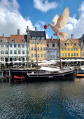 Photograph of Nyhavn in Copenhagen with coloured townhouses and a sailing ship, and a white dove carrying a red rose above the masts.