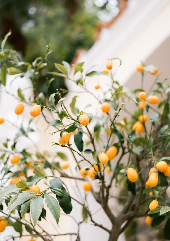 Branch of an Orange Capri tree with ripe orange fruits and green leaves, outdoors near a light-colored building.