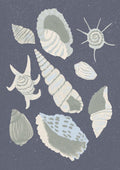 Seashells Collection - Aliya Putrus