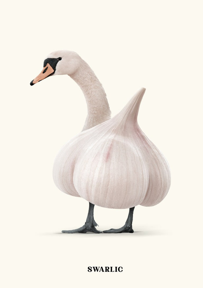 Swarlic by Jonas Loose - a mute swan's head and feet joined to a white garlic bulb on cream