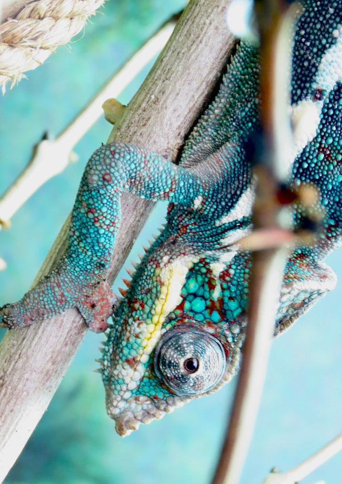 The Observer by KG Studio - a turquoise panther chameleon hanging head-down on a pale branch